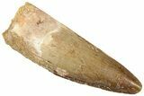 Fossil Spinosaurus Tooth - Real Dinosaur Tooth #310773-1